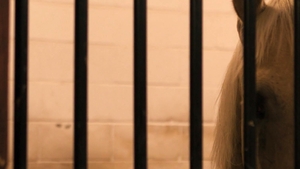 Men: Down on the Farm