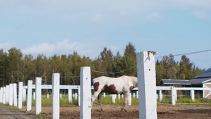 Men: Tim's Lasso Around Big D