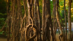 Men: Satisfying Carnal Urges in the Wild